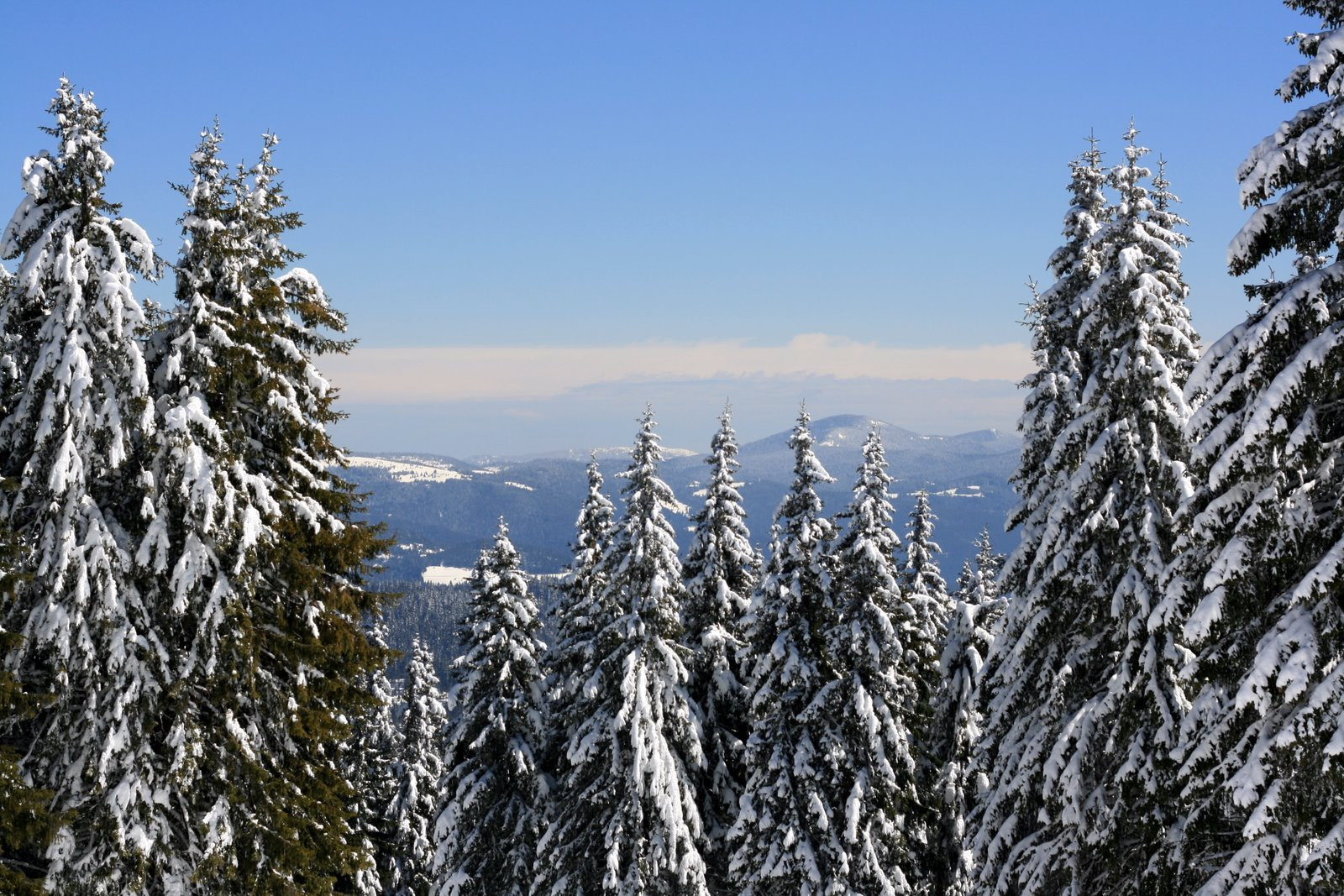 Природа в Пампорово, Болгария. Фото 5 – фотографии Болгарии
