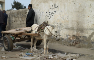 Эль-Ариш, Египет, фото № 35909 – фотографии Египта