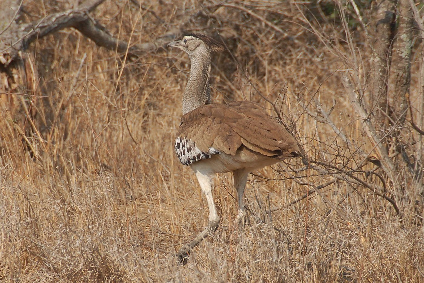 hiidtrapp – фотографии ЮАР