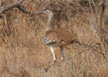 hiidtrapp – фотографии ЮАР