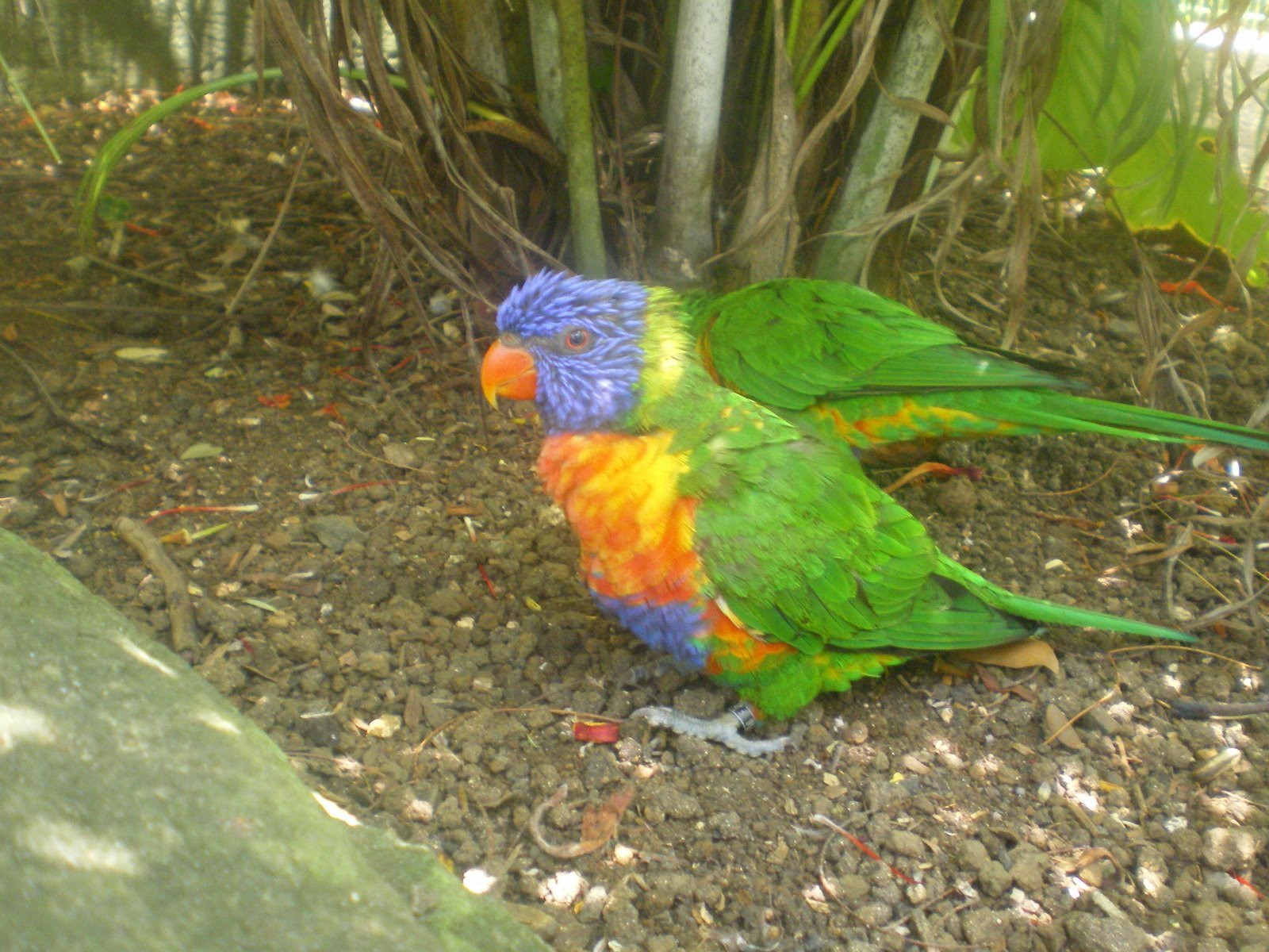 Гваделупа, фото № 3599 – фотографии Гваделупы