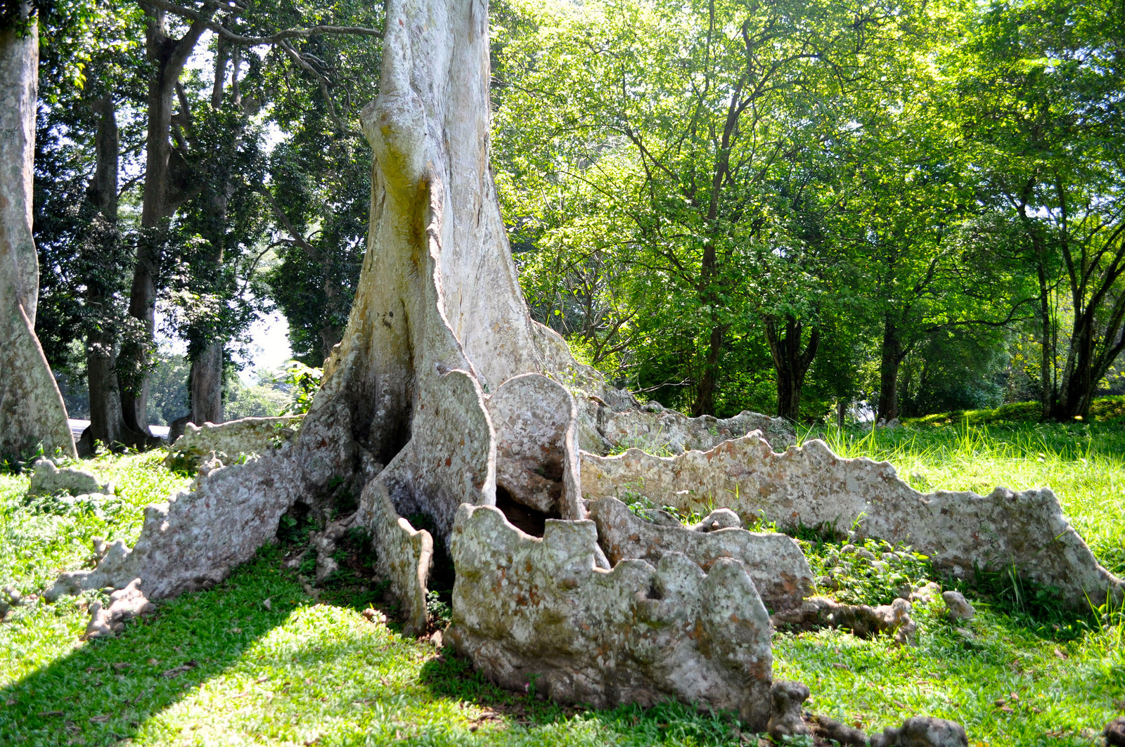 Королевский Ботанический сад в Канди – фотографии Шри-Ланки