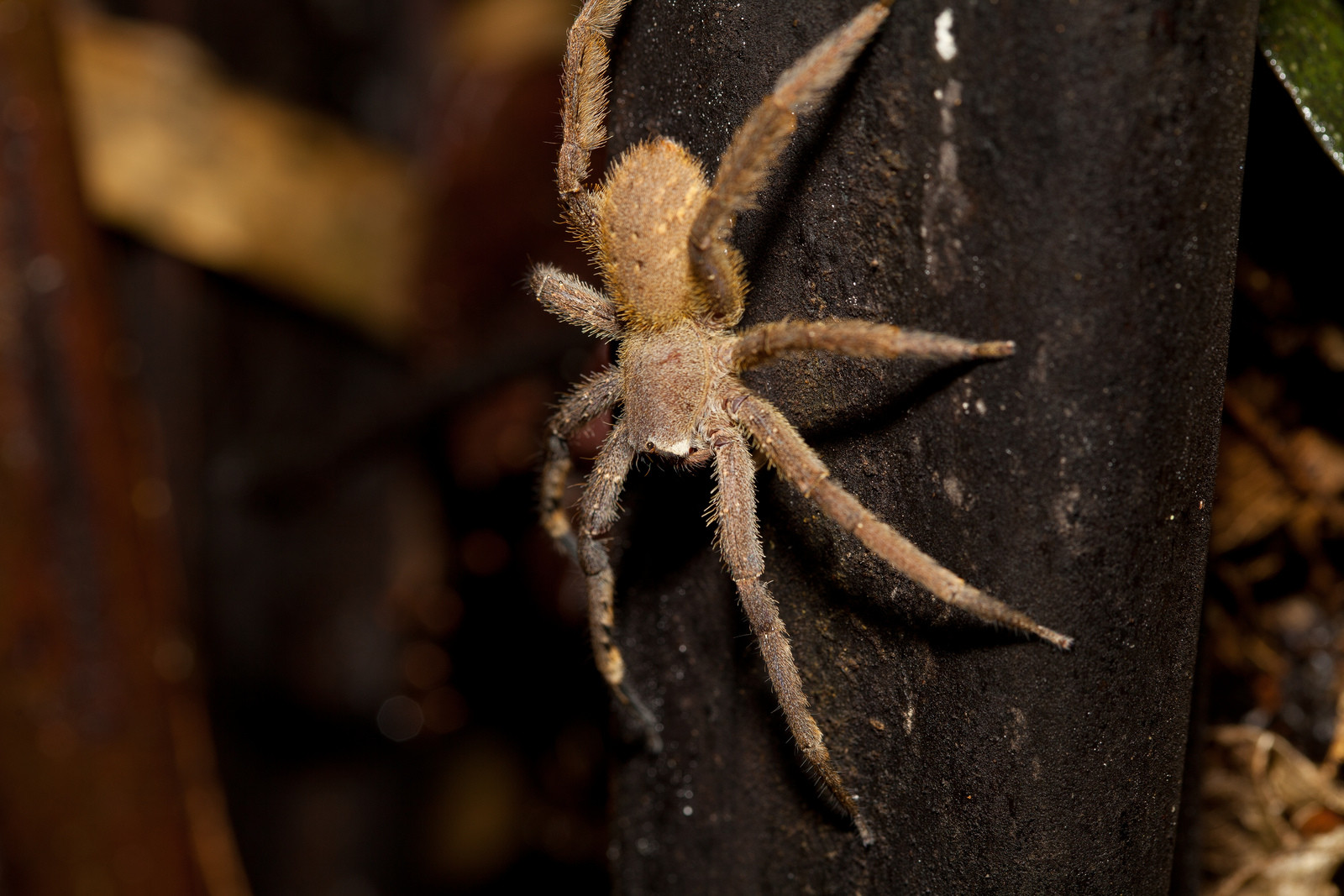Ещё один паучок – фотографии Перу
