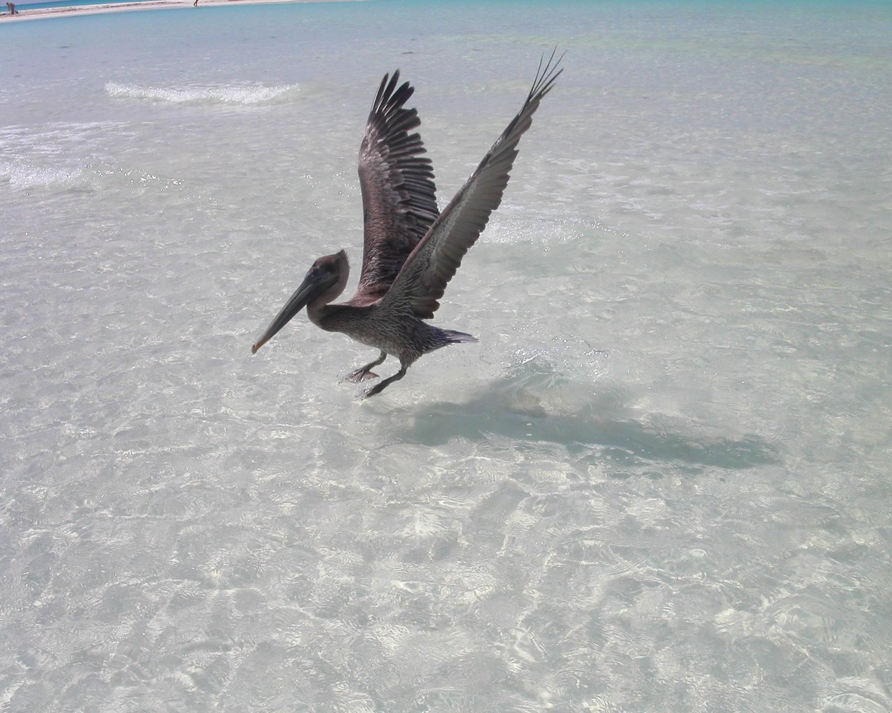 Птица в Кайо-Ларго, Куба. Фото 6 – фотографии Кубы