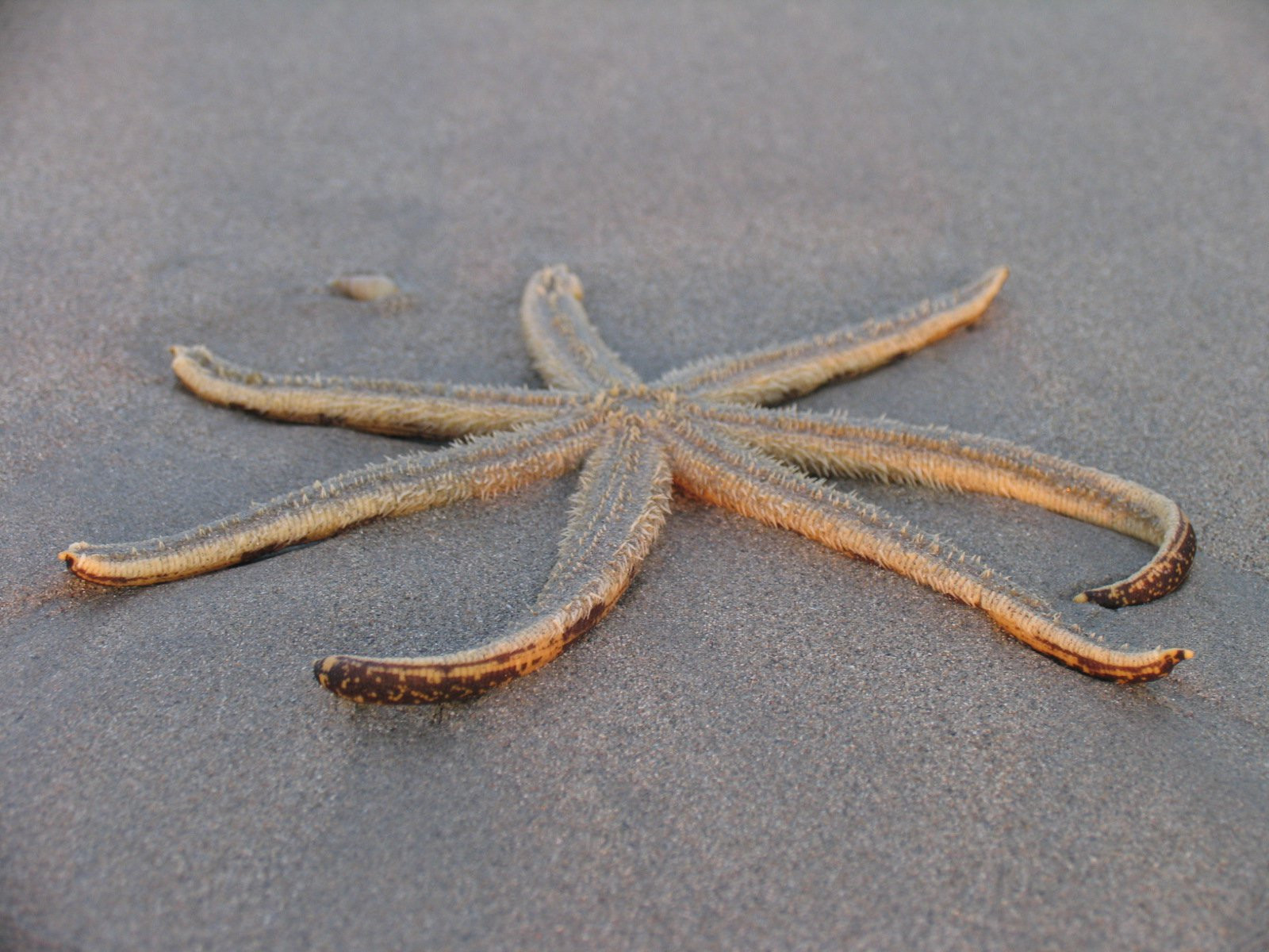 Тринкомали, Шри-Ланка, фото № 52440 – фотографии Шри-Ланки