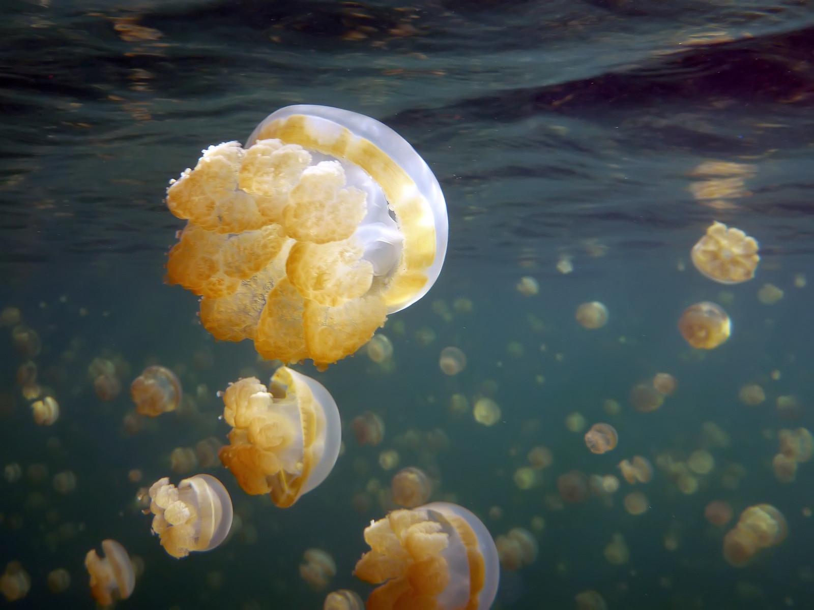 Тысячи медуз в водах слабосолёного озера Медуз в Палау – фотографии Палау