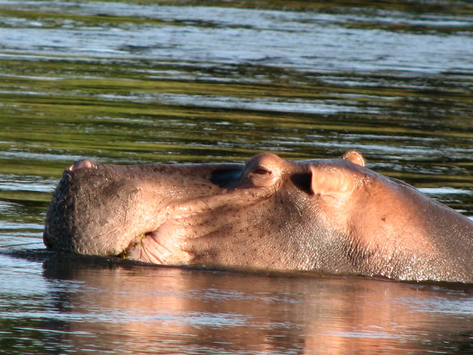 Бегемотище – фотографии Замбии