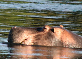 Бегемотище – фотографии Замбии