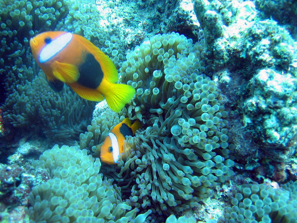Тихоокеанское государство Вануату (Vanuatu). Фото 8 – фотографии Вануату