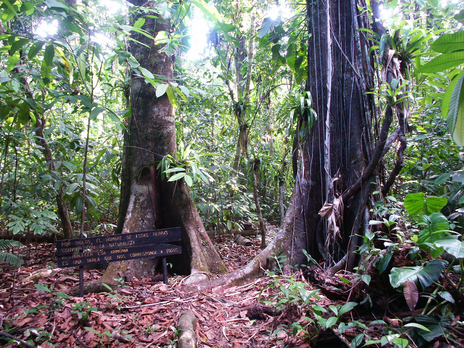 Корковадо Национальный Парк, Пунтаренас провинция, Коста-Рика, фото № 40543 – фотографии Коста-Рики