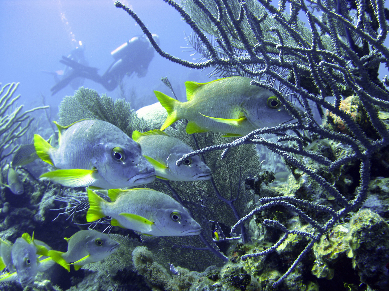 Дайвинг у Литтл-Каймана, Каймановы острова. Фото 2 – фотографии Каймановых островов