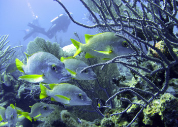 Дайвинг у Литтл-Каймана, Каймановы острова. Фото 2 – фотографии Каймановых островов