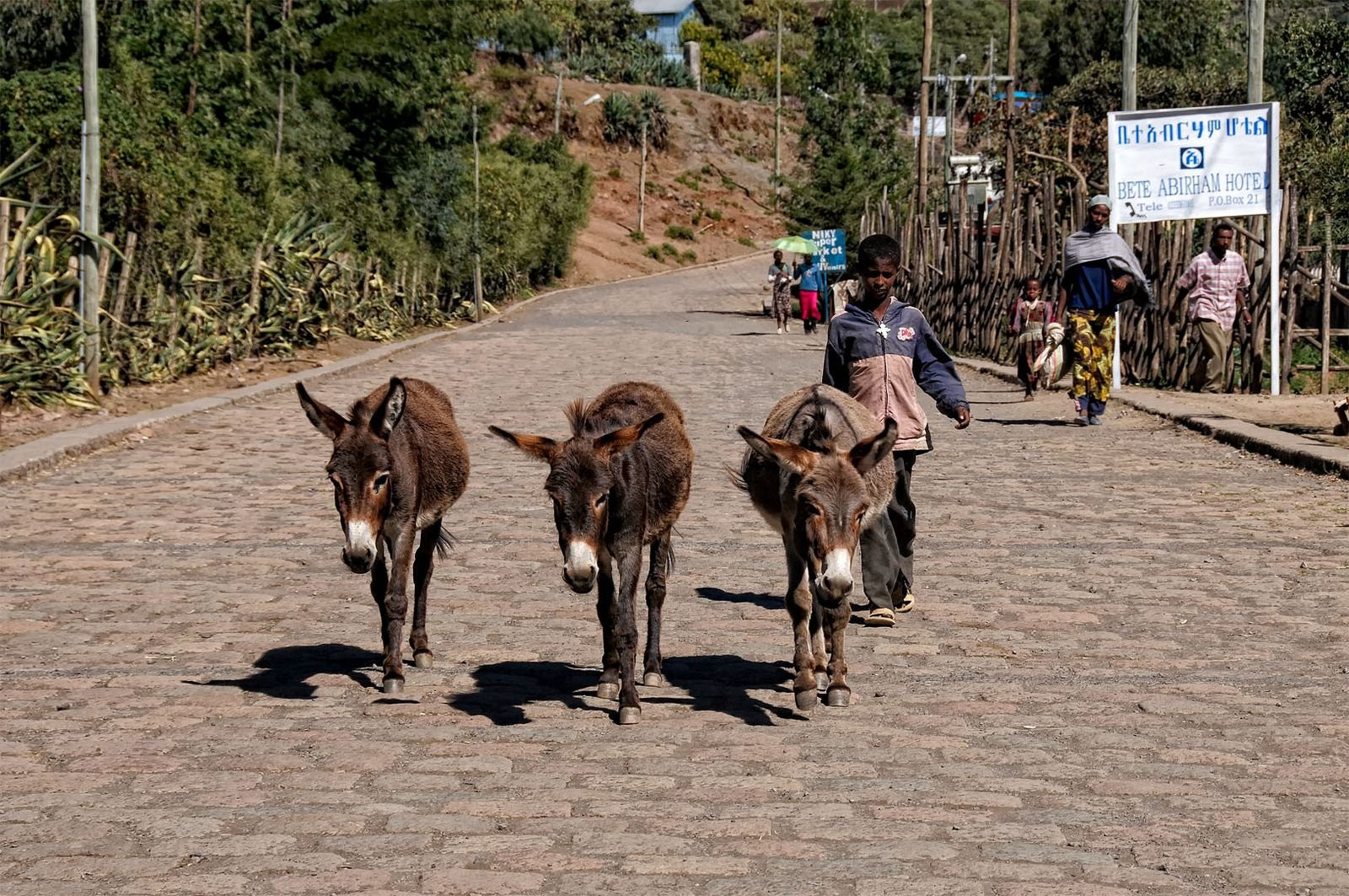 три ослика – фотографии Эфиопии