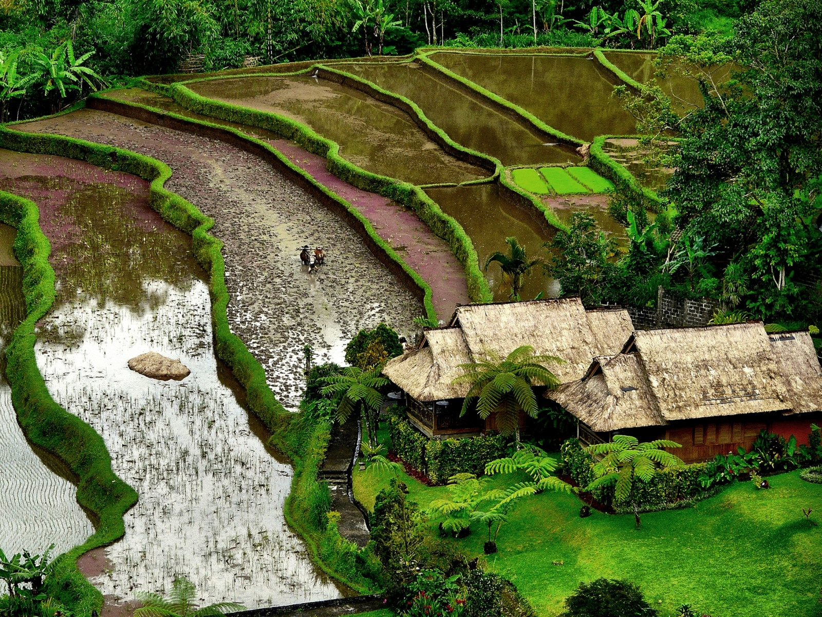 Убуд - высокогорный курорт на Бали – фотографии Индонезии