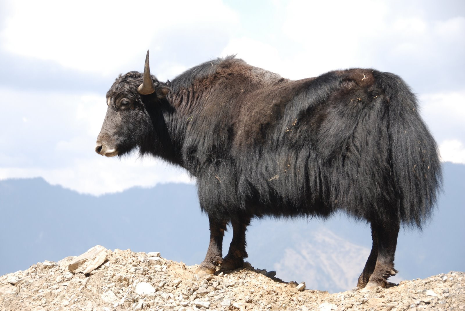 Бутан, фото № 4725 – фотографии Бутана
