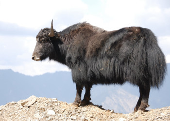 Бутан, фото № 4725 – фотографии Бутана