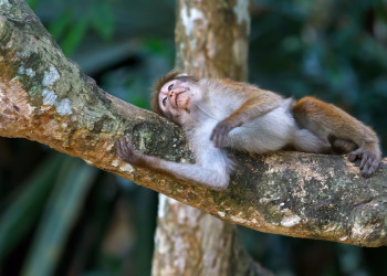 Мартышка в Ботаническом саду Канди – фотографии Шри-Ланки
