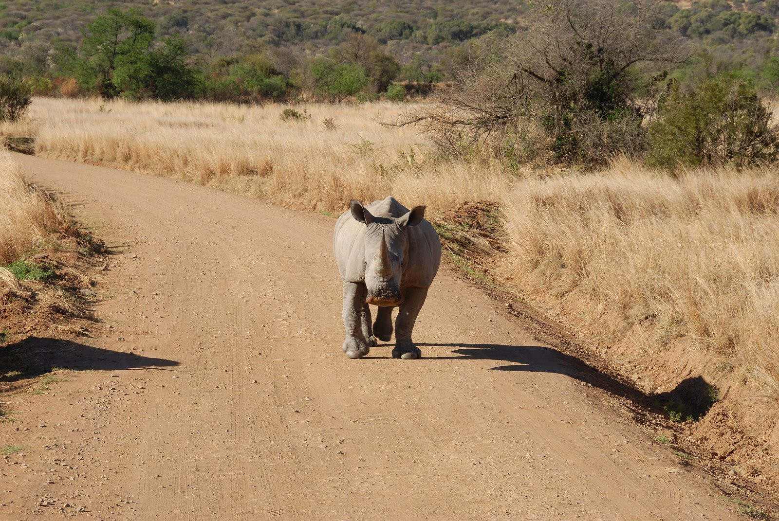 Ninasarvik – фотографии ЮАР
