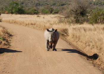 Ninasarvik – фотографии ЮАР