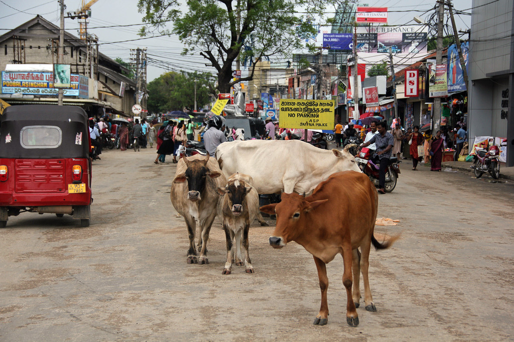 Джафна – фотографии Шри-Ланки