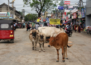 Джафна – фотографии Шри-Ланки