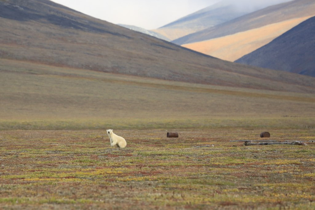 Пейзажи острова Врангеля на Чукотке – фотографии России