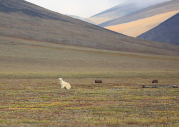 Пейзажи острова Врангеля на Чукотке – фотографии России