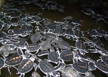 Черепашья ферма Kosgoda Sea Turtle Conservation Project – фотографии Шри-Ланки