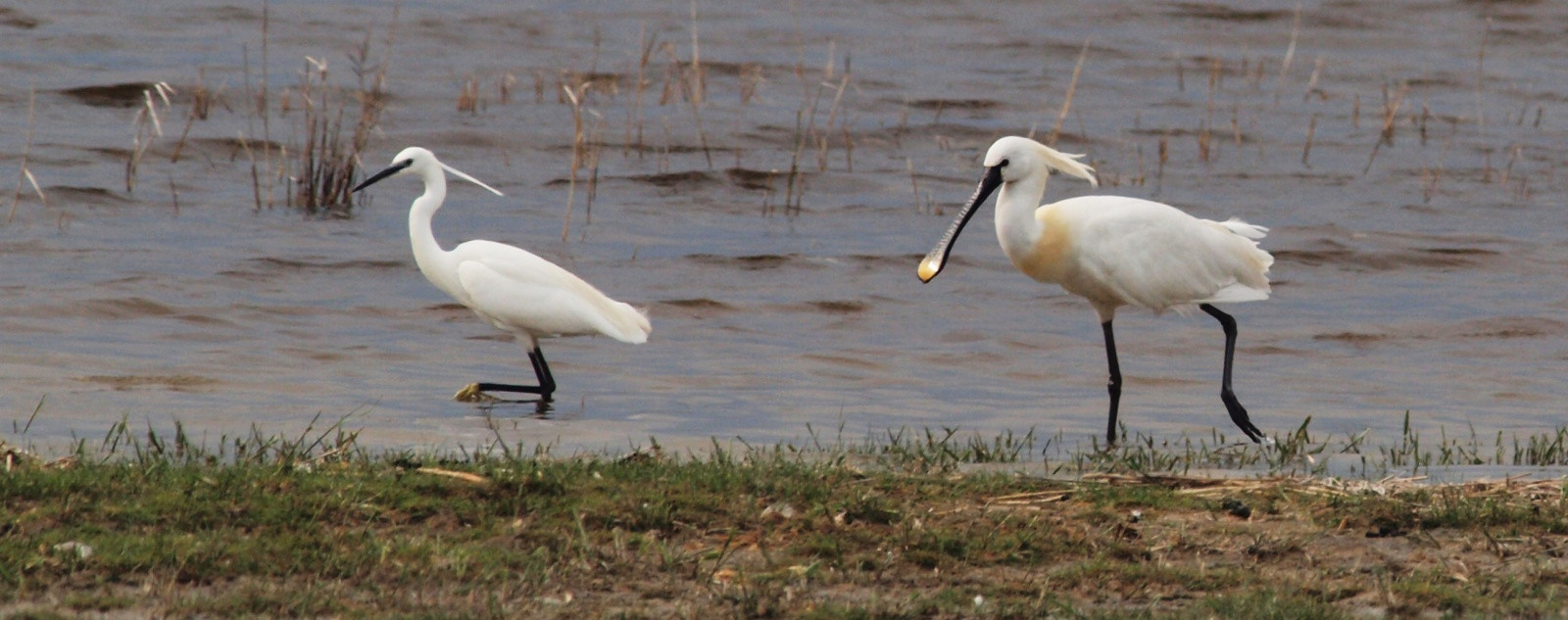 Пернатый мир национального парка Нойзидлерзе-Зевинкель – фотографии Австрии