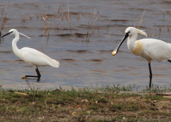 Пернатый мир национального парка Нойзидлерзе-Зевинкель – фотографии Австрии