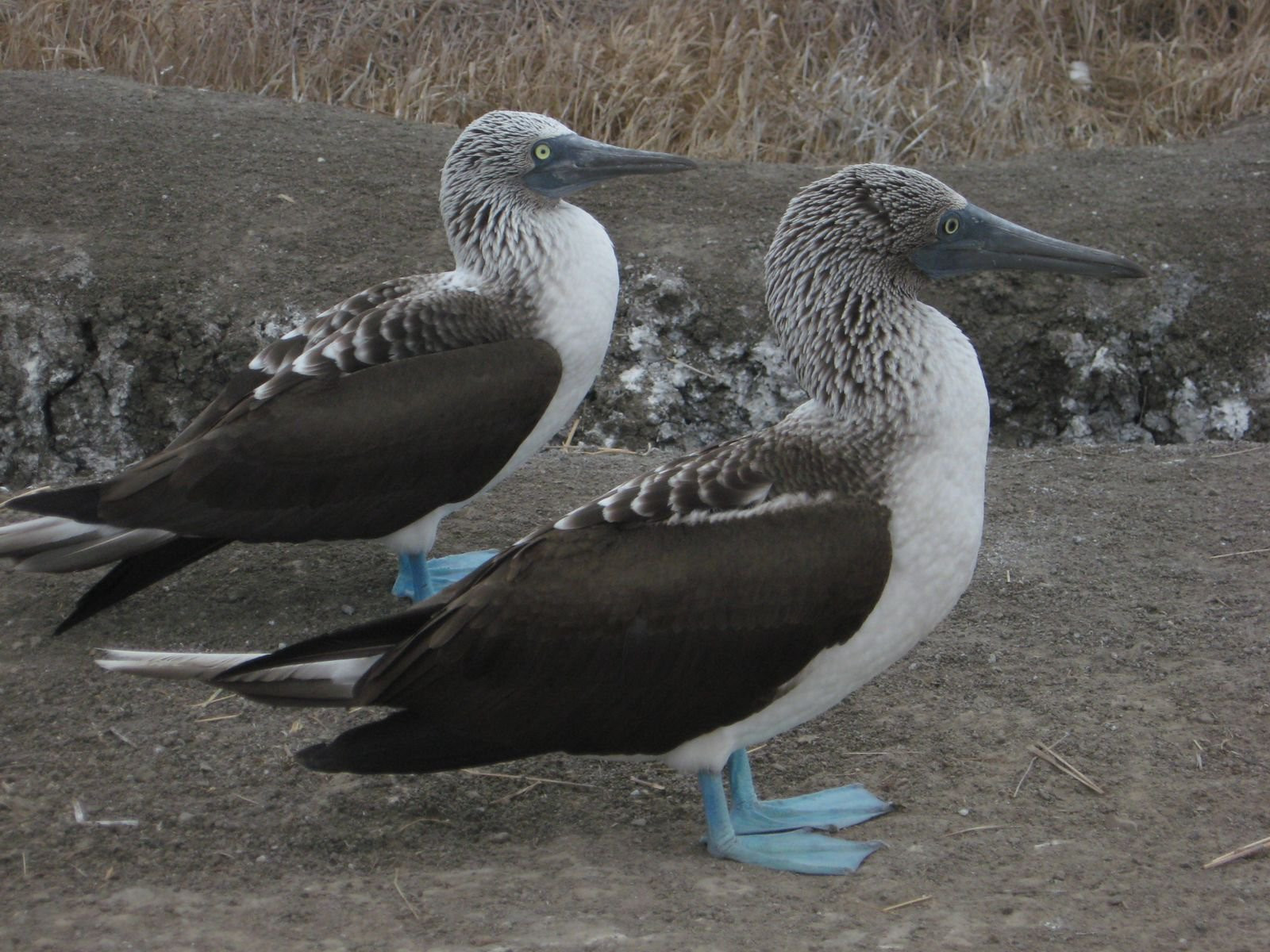 Пуэрто Лопес, Побережье регион, Эквадор, фото № 63519 – фотографии Эквадора