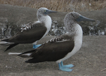 Пуэрто Лопес, Побережье регион, Эквадор, фото № 63519 – фотографии Эквадора