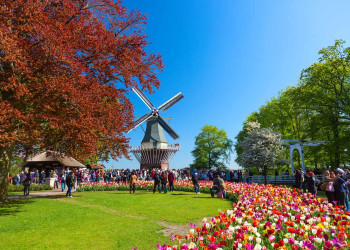 После того, как сезон тюльпанов пройдёт, парк Кёкенхоф (Keukenhof) в Голландии закрывается – фотографии Нидерландов