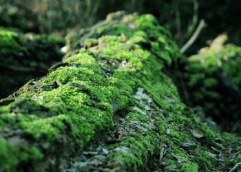 Большая часть территории Кедровая Падь вдоль реки Кедровая покрыта дубовыми и кедровыми лесами – фотографии России