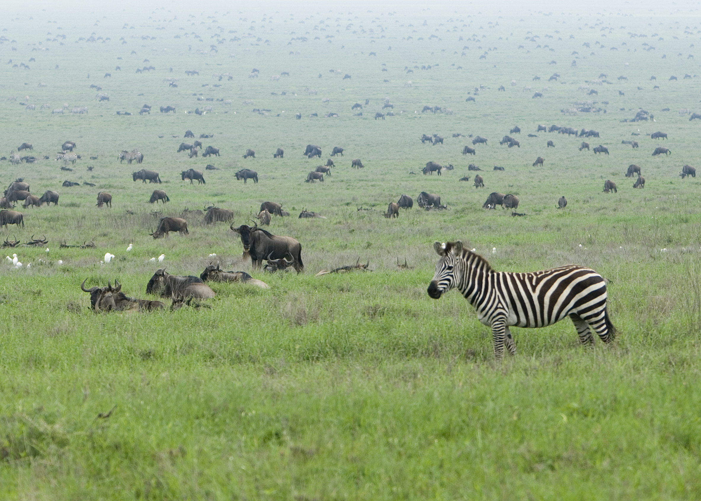 Серенгети (Serengeti National Park), Танзания – фотографии Танзании