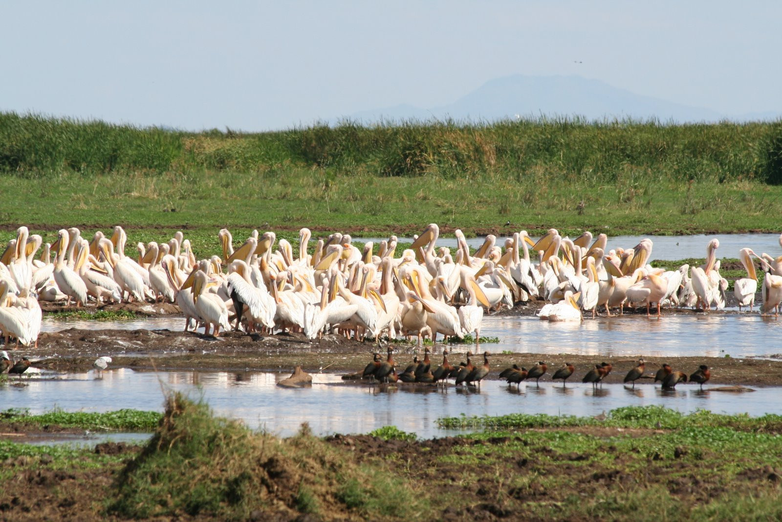 Пеликаны в пруду национального парка, Танзания – фотографии Танзании