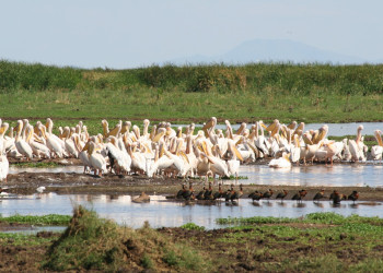 Пеликаны в пруду национального парка, Танзания – фотографии Танзании