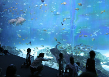 Океанариум в Атланте – фотографии США
