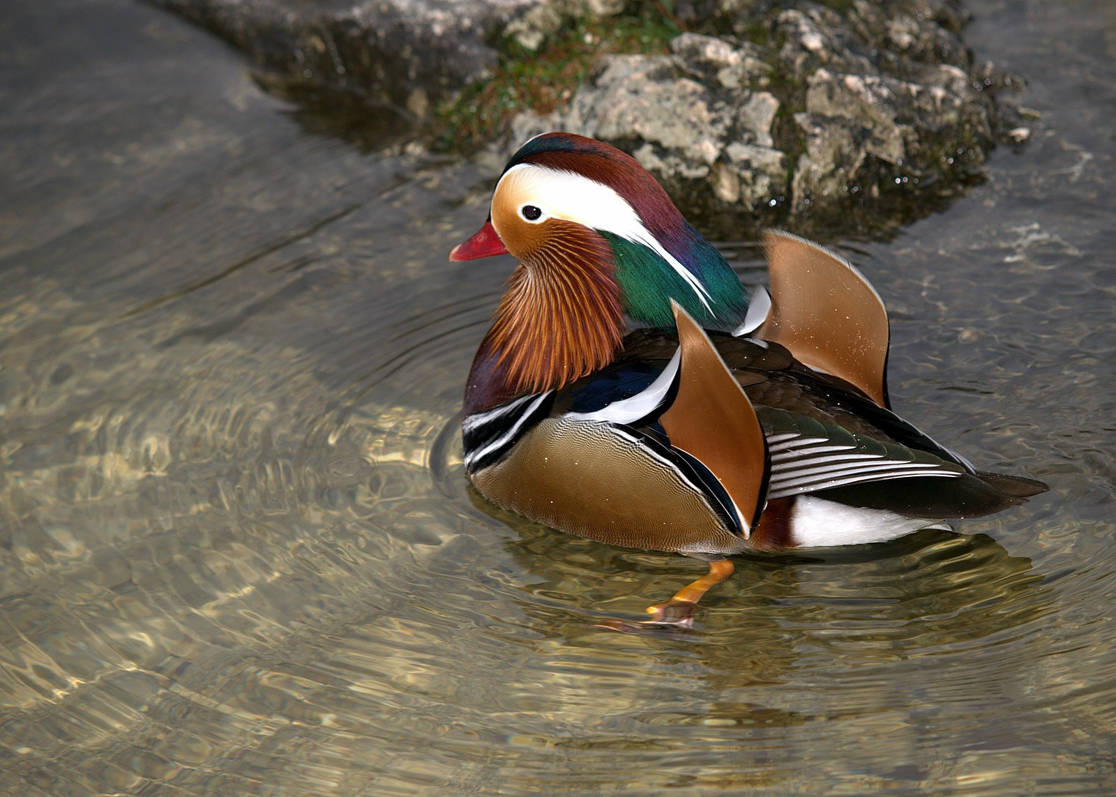Бохинь Озеро, Словения, фото № 56927 – фотографии Словении