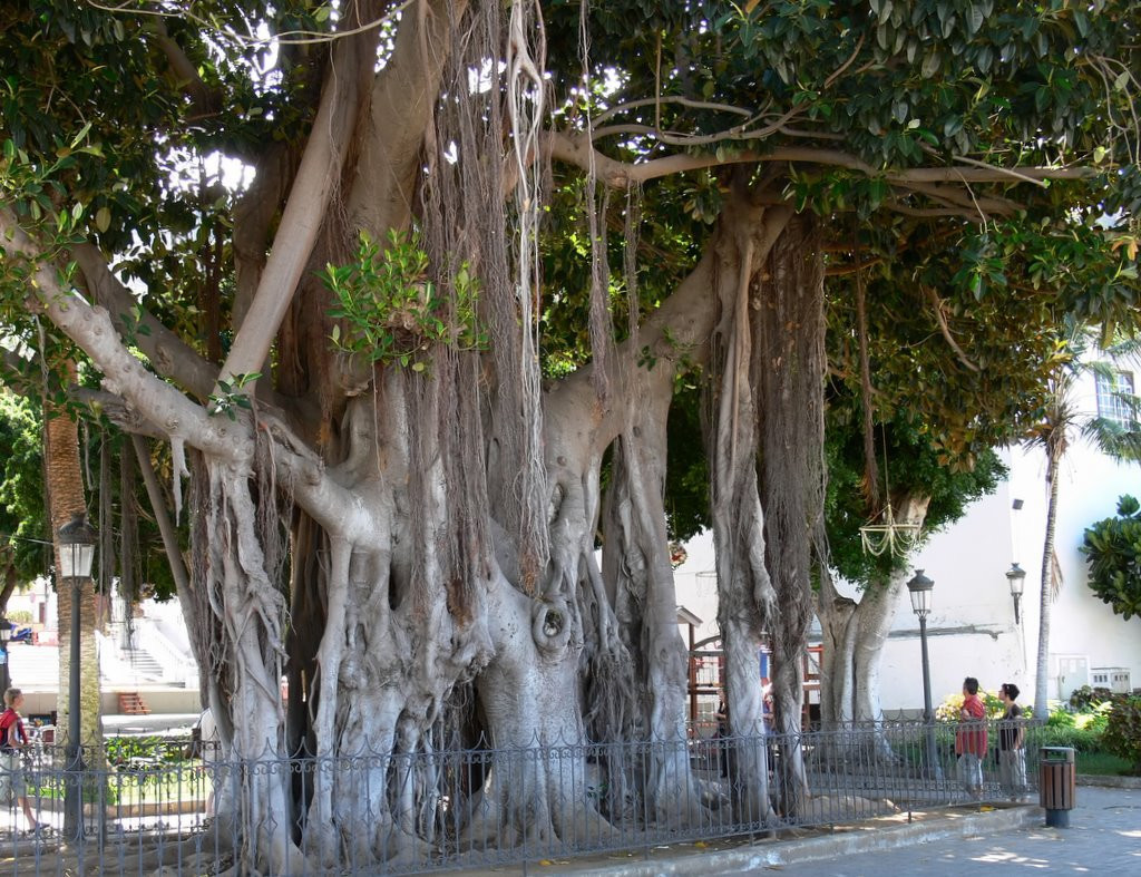 Икод-де-лос-Винос, Тенерифе остров, Канарские острова, фото № 33060 – фотографии Канарских островов