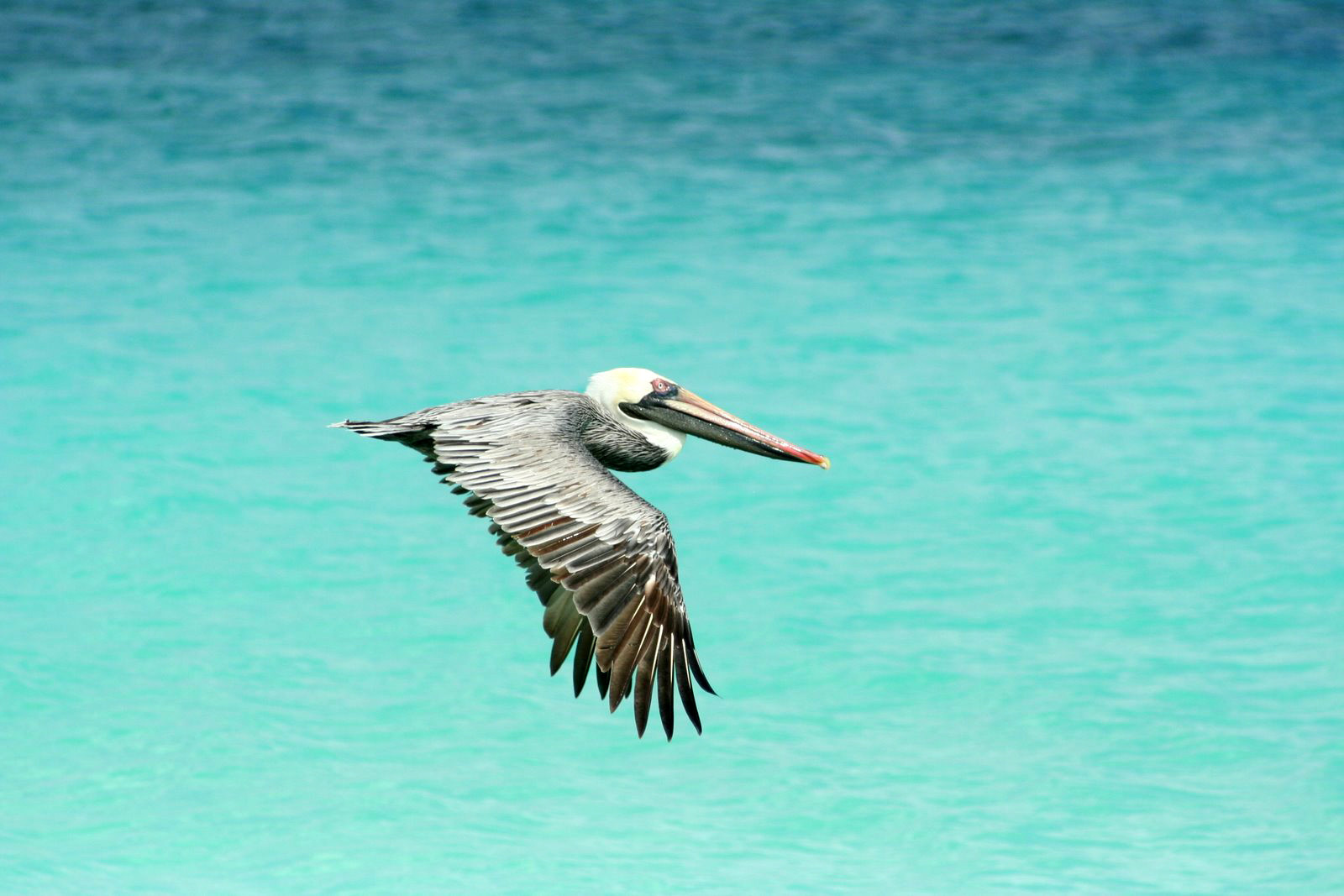 Пеликан – фотографии Арубы