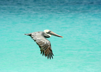 Пеликан – фотографии Арубы