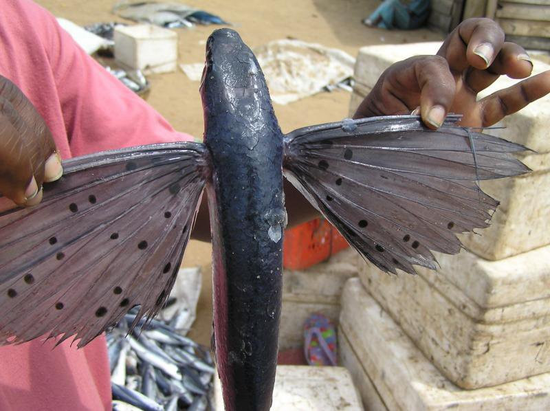 Негомбо, Шри-Ланка, фото № 51895 – фотографии Шри-Ланки