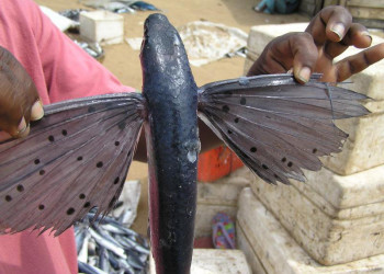 Негомбо, Шри-Ланка, фото № 51895 – фотографии Шри-Ланки