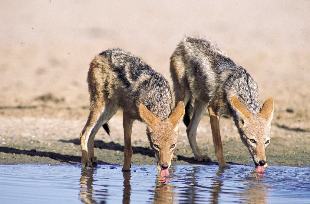 ЮАР, фото № 1625 – фотографии ЮАР