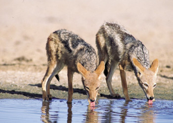 ЮАР, фото № 1625 – фотографии ЮАР
