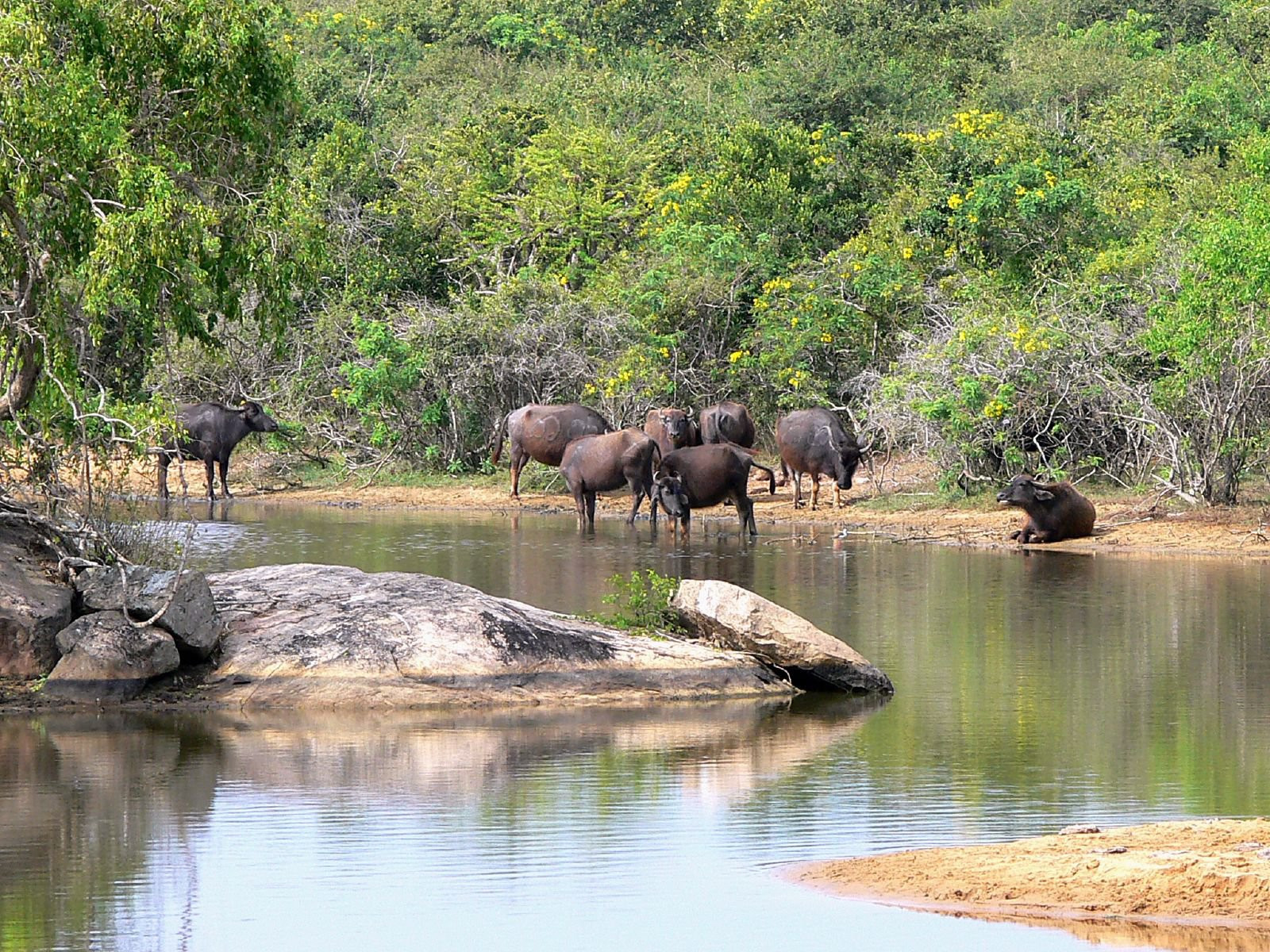 Яла Национальный Парк, Шри-Ланка, фото № 52661 – фотографии Шри-Ланки