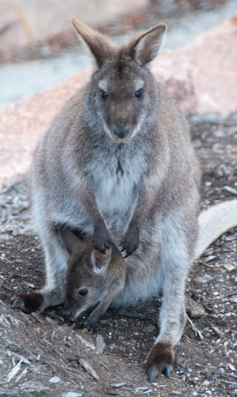Австралийская семья – фотографии Австралии