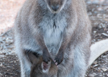 Австралийская семья – фотографии Австралии