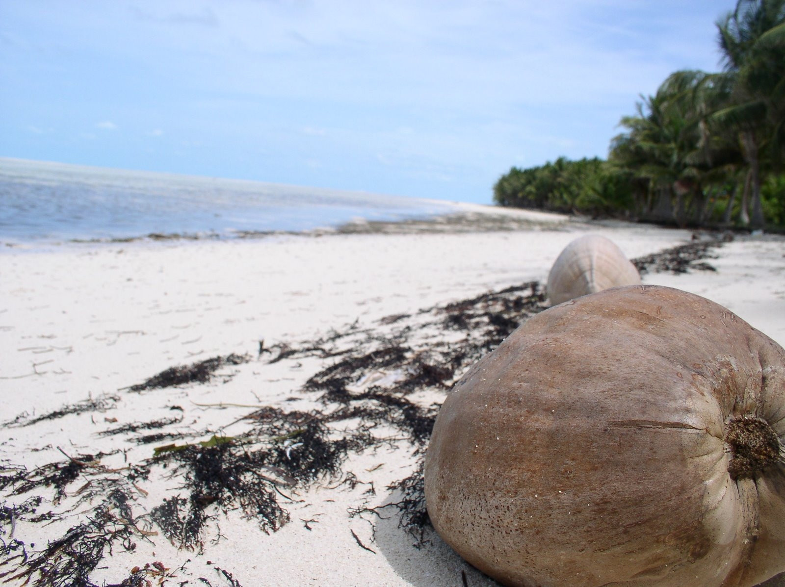 Берег на острове Бимини, Багамские острова. Фото 1 – фотографии Багамских островов